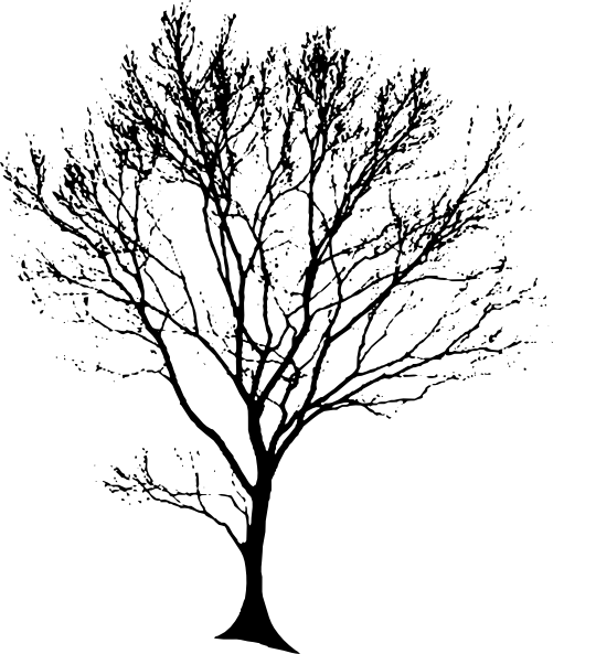 540x593 Oak Tree Drawings