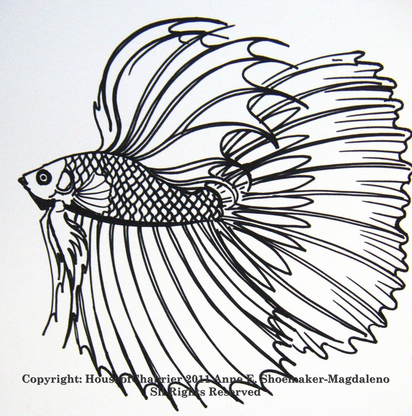 1584x1600 Betta Coloring Pages Here Are Some Of My Line Fish Drawings