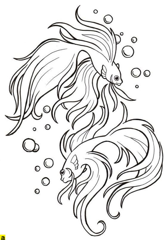 564x805 Betta Fish Drawings