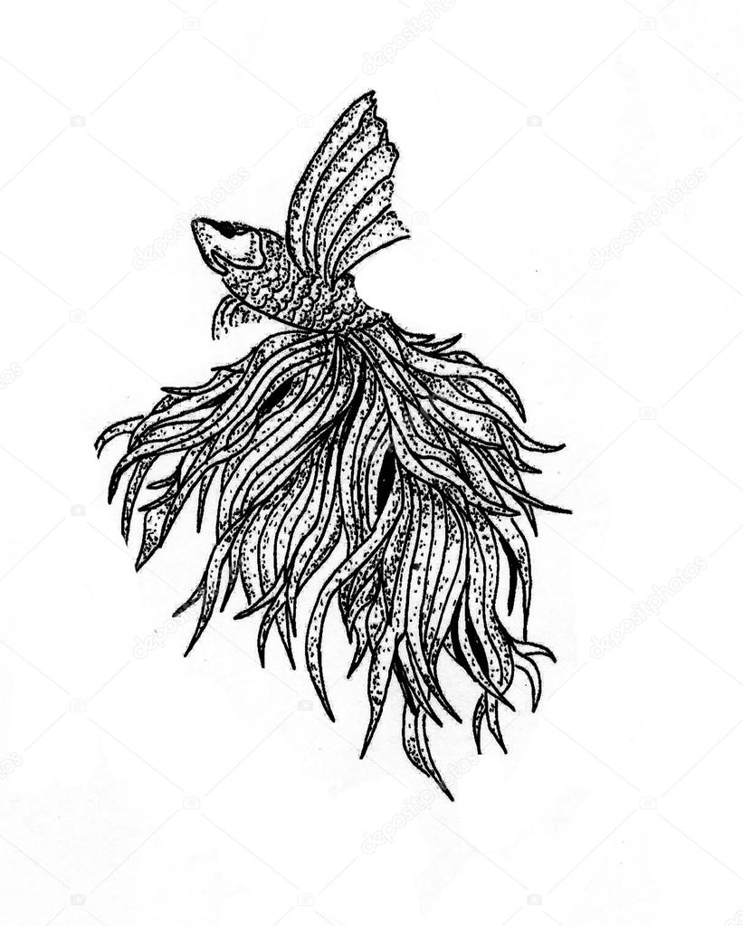 821x1023 Betta Fish Illustration Stock Photo