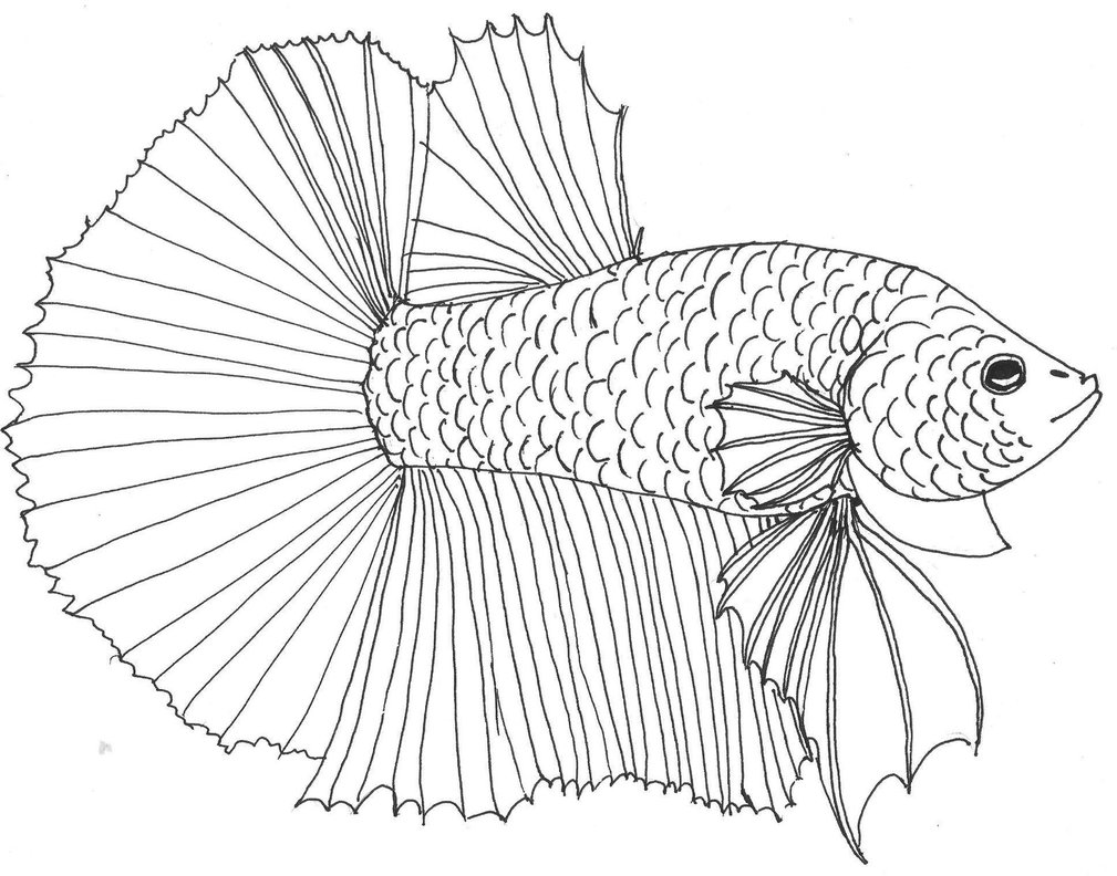 Betta Drawing at GetDrawings | Free download