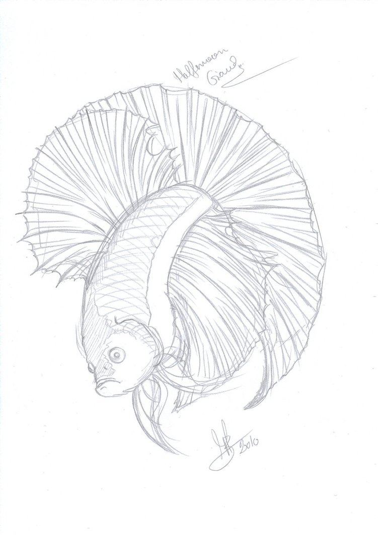 751x1063 Halfmoon Betta By Mgrado