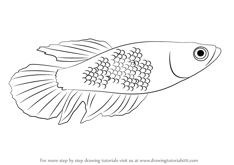 800x566 Learn How To Draw A Betta (Fishes) Step By Step Drawing Tutorials