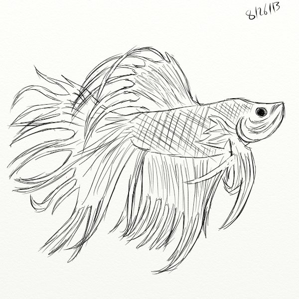 Betta Drawing at GetDrawings | Free download