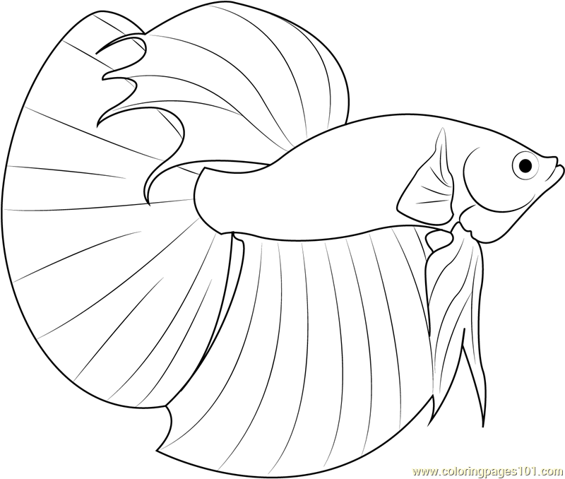 800x678 Betta Fish Coloring Page Coloring Page For Kids