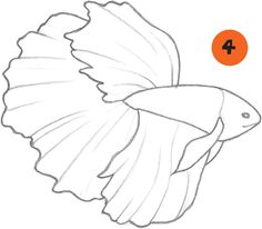 236x206 Betta Fish Drawing Related Keywords Amp Suggestions