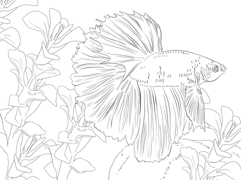 480x360 Betta Fish Coloring Page Free Printable Coloring Pages