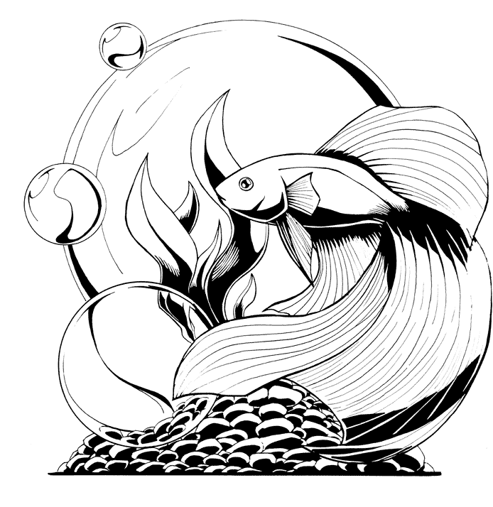 694x714 Betta Drawing By Saraquael