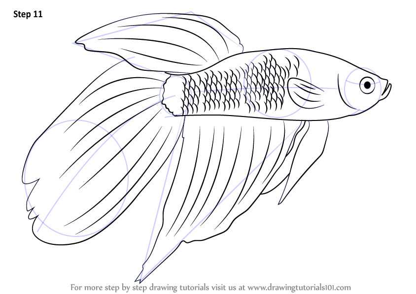 844x598 Learn How To Draw A Siamese Fighting Fish (Fishes) Step By Step