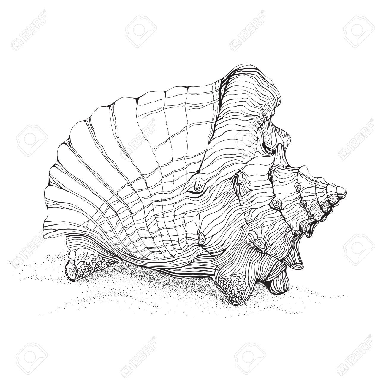 1300x1300 Conch Shell Drawing Decorative Pen And Ink Style Drawing Of Big