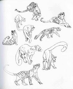 236x288 How To Draw A Tiger From A Penis Tigers, Drawings And Animal