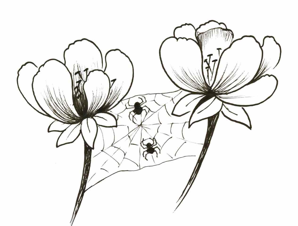 1264x958 Think Big Flowers Drawing Out Of The Box Spiders Love