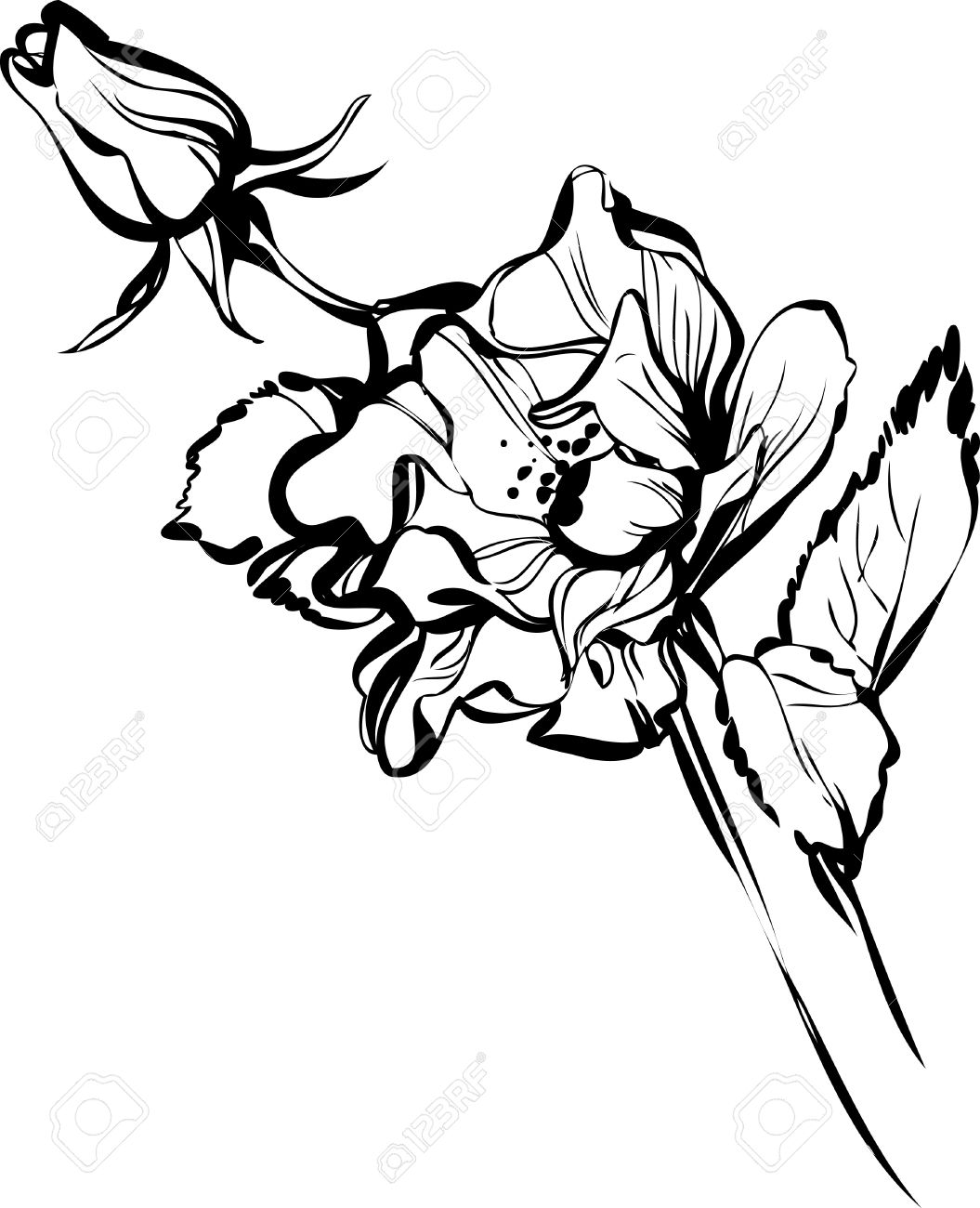 1055x1300 Black And White Drawing Of A Flower Bud Of A Beautiful Royalty