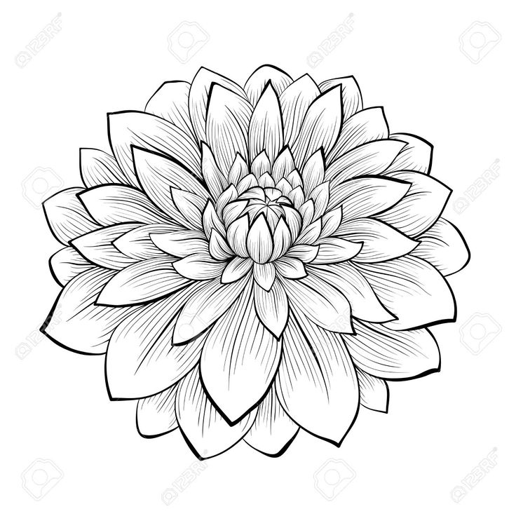 736x736 Flower Outline Tattoo Elaxsir