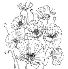 236x238 Cosmos Flowers Flowers Drawings Vector