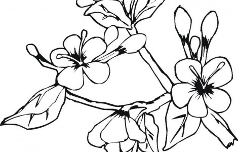 470x300 Big Flower Coloring Pages Download Free Printable Coloring Pages