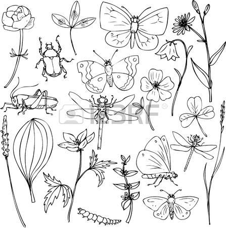 447x450 Big Set Of Ink Drawing Meadow Objects, Plants, Flowers, Grass