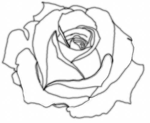 Big Rose Drawing