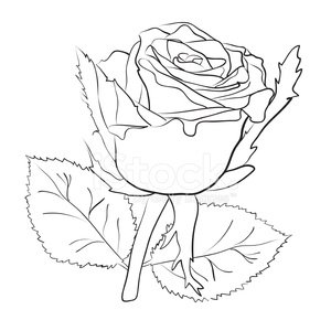 300x300 Drawing Of A Big Rose Premium Clipart