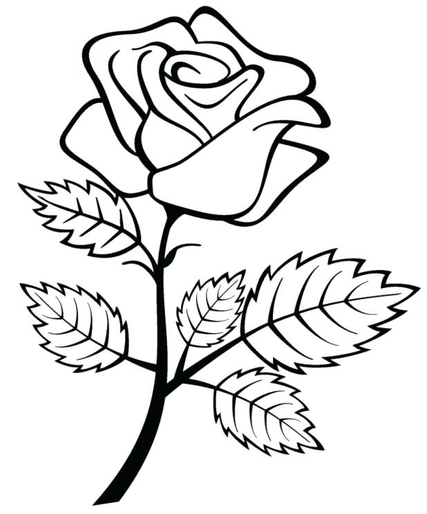618x744 Picture Of A Rose To Color Beautiful Big Rose Coloring Page
