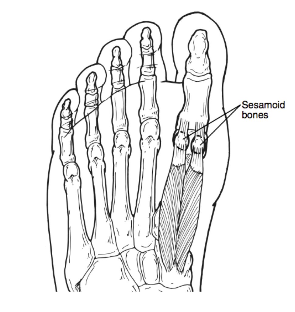 970x1024 Sesamoid Stress Fractures, What Runners Should Know Doc