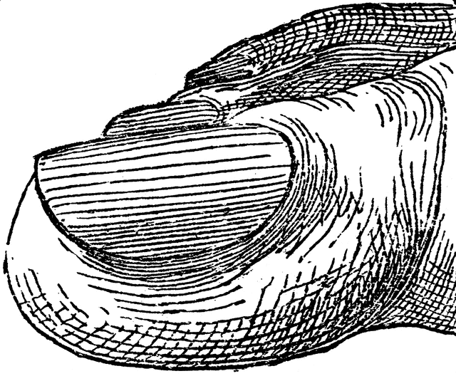 640x528 Toe Clipart Etc