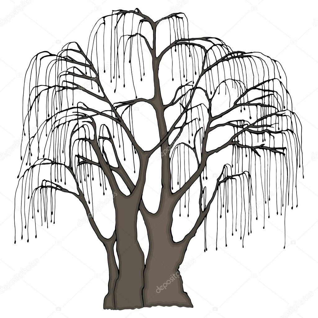1024x1024 Big Tree With Long Hanging Twigs. Weeping Willow Or Other. Color