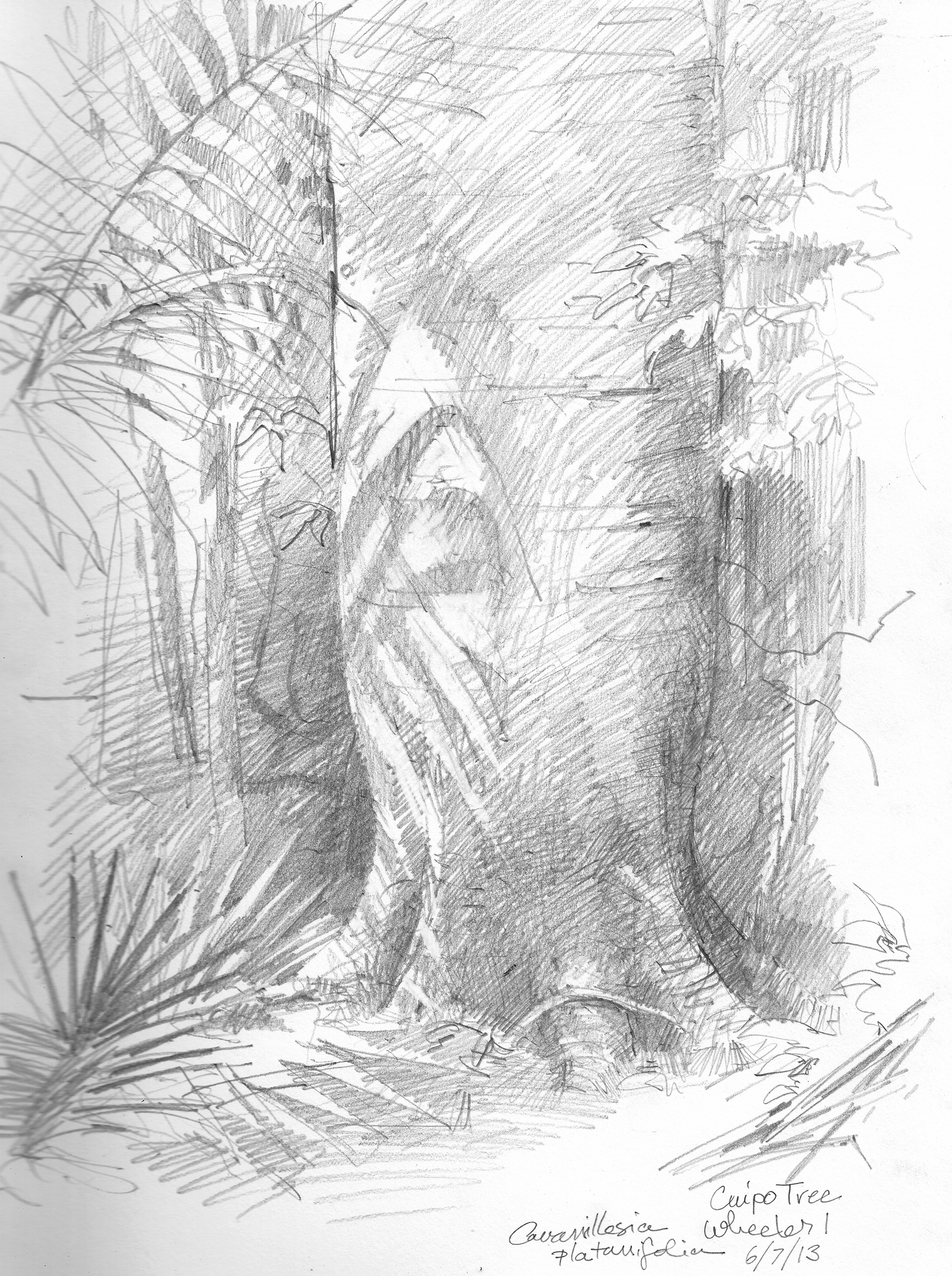 1568x2100 Random Oddities From The Rainforest Planet Drawing The Motmot