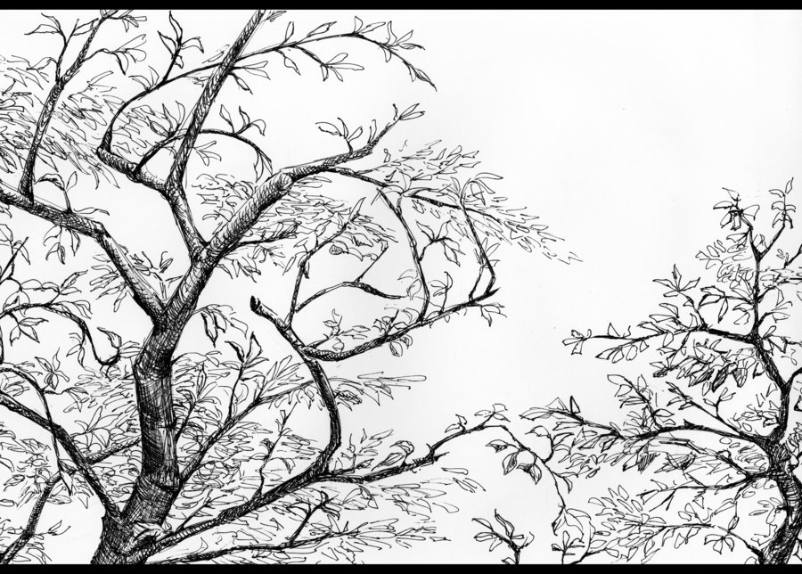 900x644 Big Tree Little Tree By Duckweed