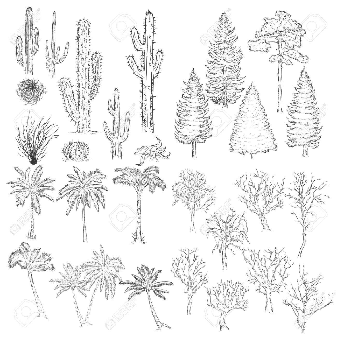 1300x1300 Vector Big Set Of Sketch Trees And Plants. Cacti, Tumbleweed