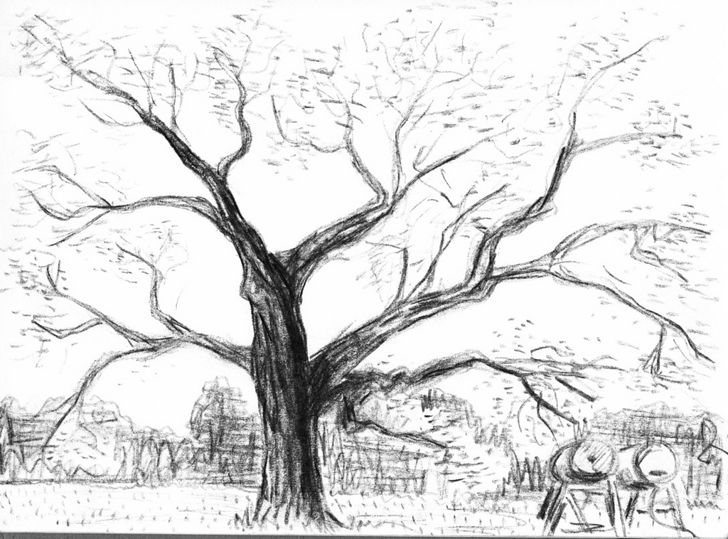 1024x758 The Big Tree