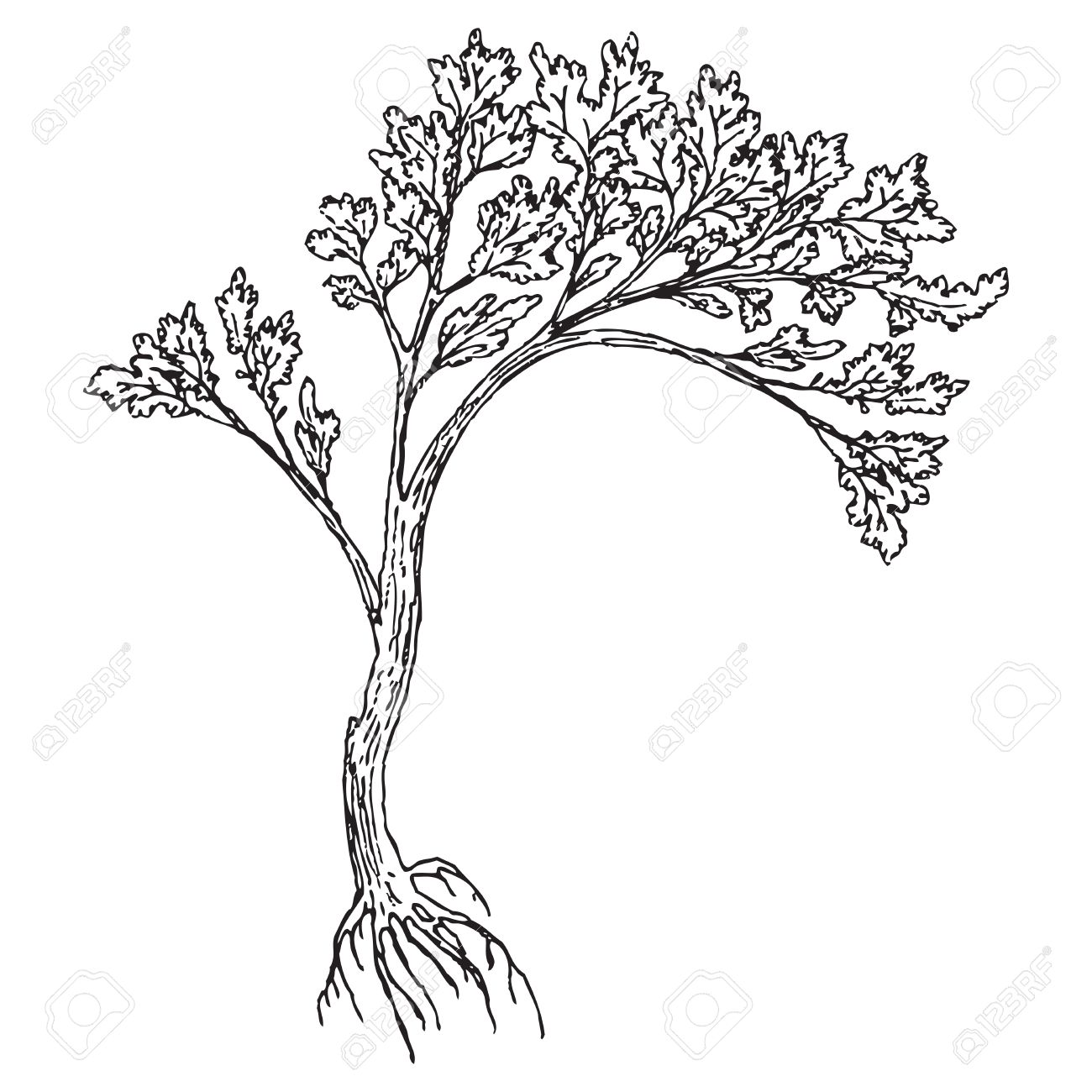 1300x1300 Big Tree With Roots And Leaves. Drawing Made U200bu200bby Hand Without