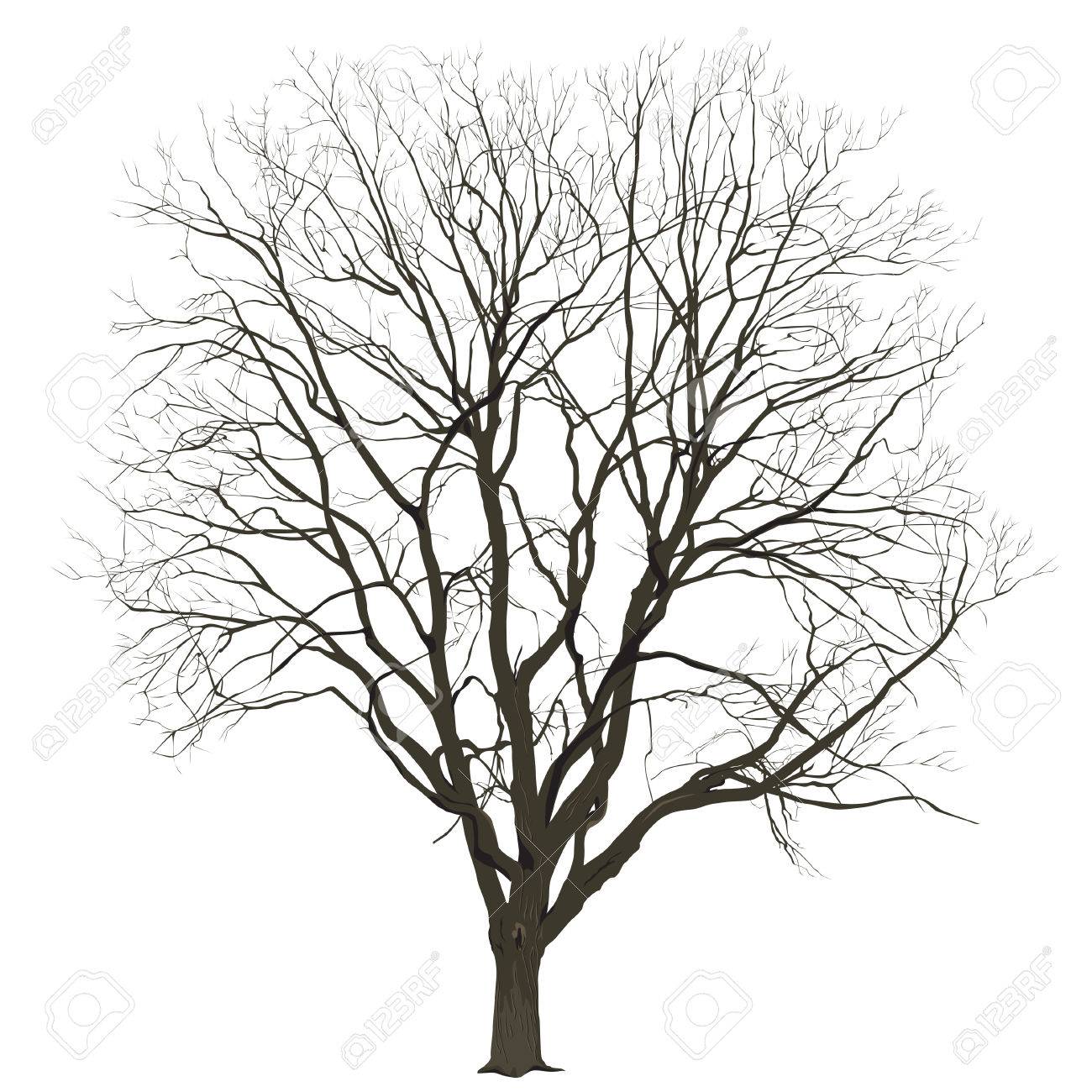 1300x1300 Big Tree Without Leaves On A White Background In Color, The Vector