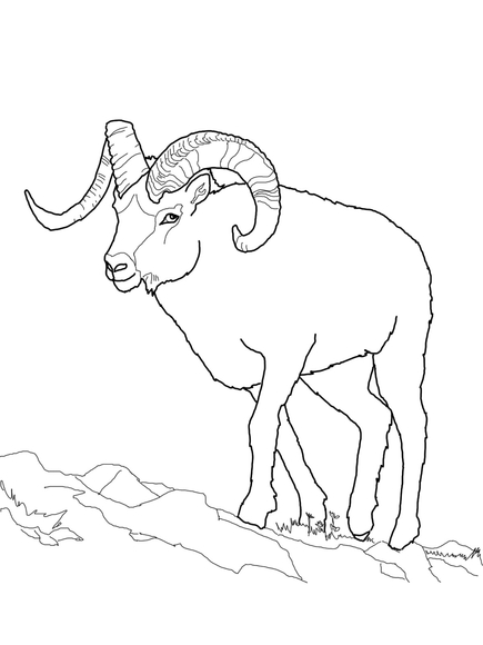 435x580 Dall Sheep Coloring Page