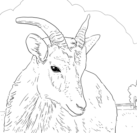 480x465 Female Big Horn Sheep Coloring Page Free Printable Coloring Pages