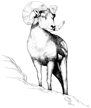 310x366 Natural History Of The White Inyo Range D0e32898