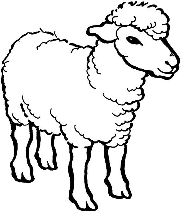 600x706 Sheep Coloring Pages
