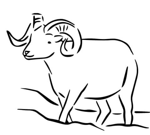 480x432 Alaska Dall Sheep Coloring Page Free Printable Coloring Pages