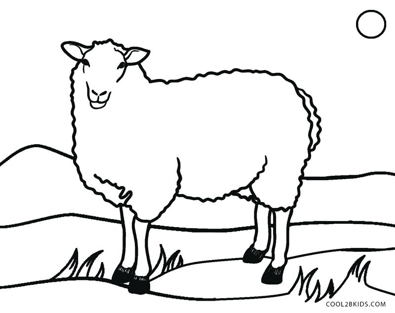800x634 Top Sheep Coloring Page Best