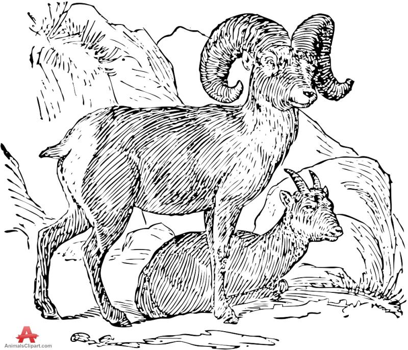 800x686 Bighorn Sheep Clipart