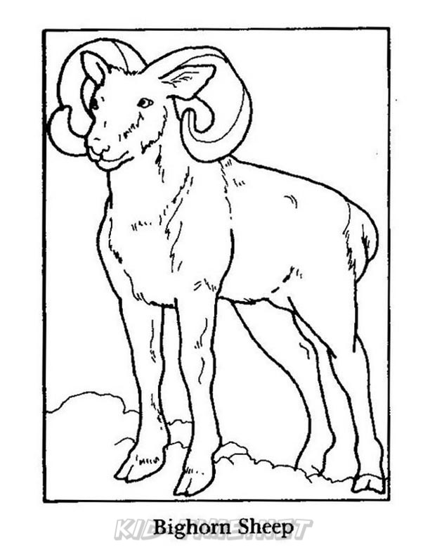 612x792 Bighorn Sheep Ram Coloring Pages 001.jpg Kids Time Free Coloring
