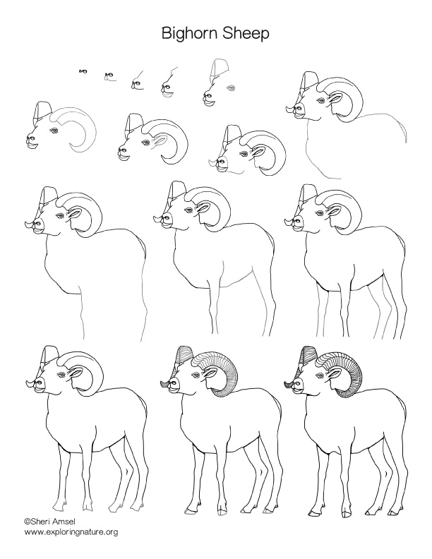 612x792 Bighorn Sheep Drawing Lesson