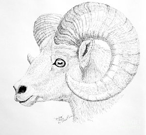 300x277 Bighorn Sheep Drawings Fine Art America