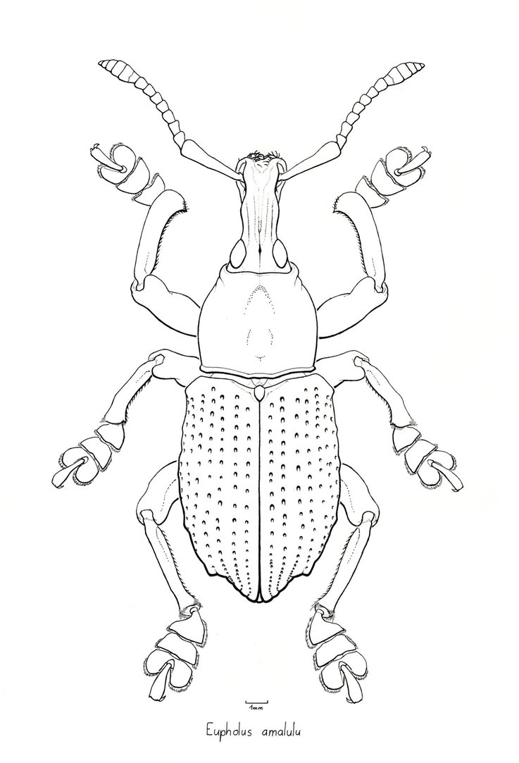 737x1083 Eupholus Amalulu By Dragunalb