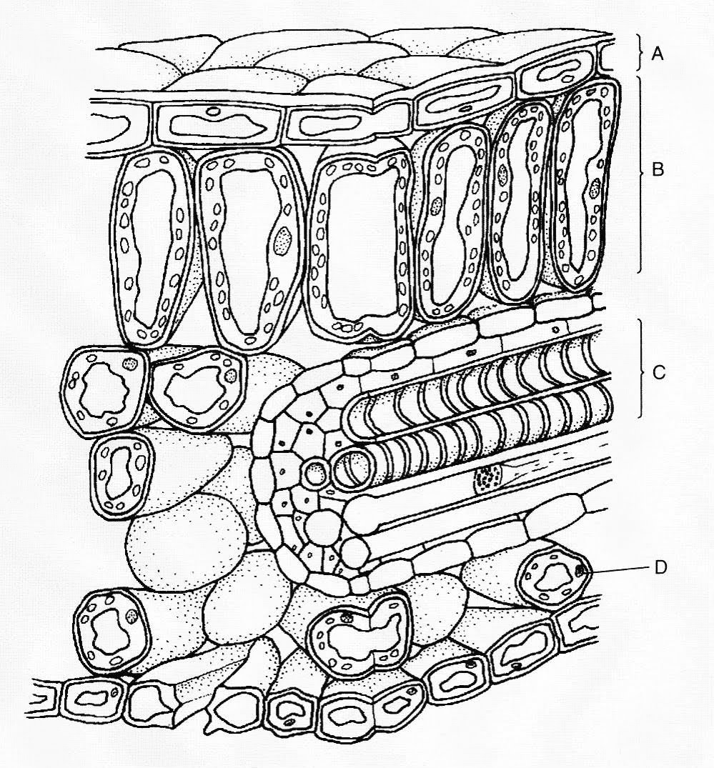 999x1075 Biology Drawings I Like Eyes, Windows To The Soul