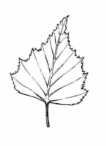 Birch Leaf Drawing