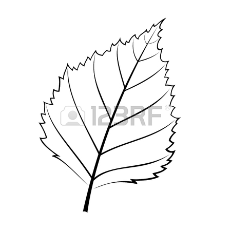 450x450 Paper Birch Stock Photos. Royalty Free Business Images