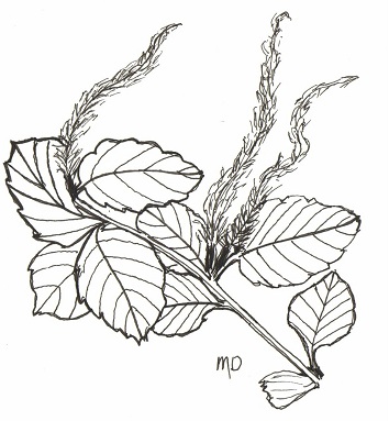 354x383 The Wild Garden Hansen's Northwest Native Plant Database