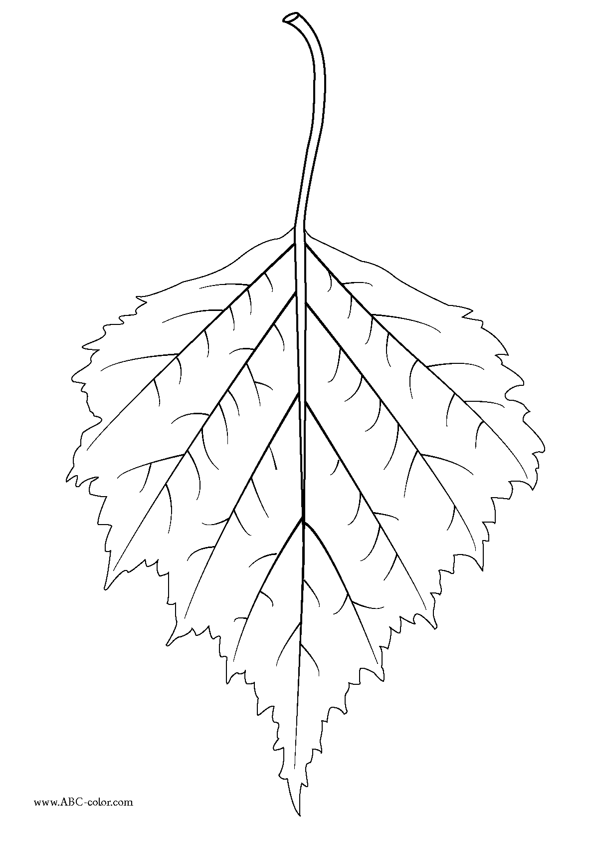 1181x1713 Leaf Coloring