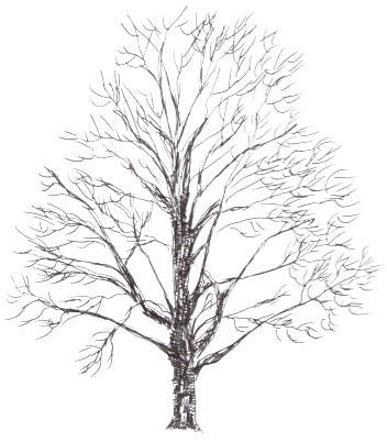 Birch Tree Drawing at GetDrawings | Free download